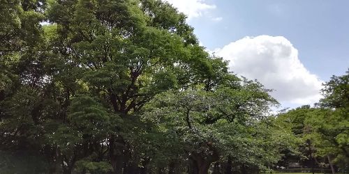 イメージ画像　代々木公園ランニング1