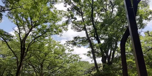 イメージ画像　代々木公園ランニング1