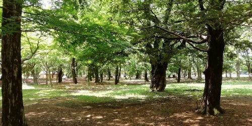 イメージ画像　代々木公園ランニング1