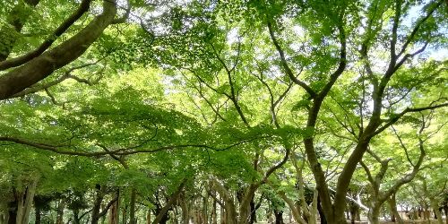 イメージ画像　代々木公園ランニング1