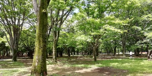 イメージ画像　代々木公園ランニング9