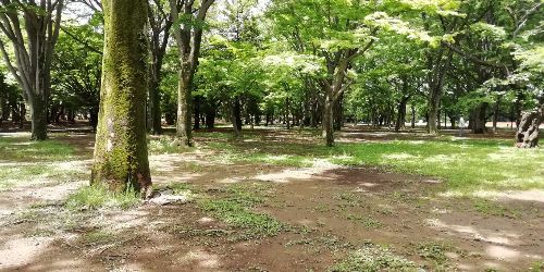 イメージ画像　代々木公園ランニング8