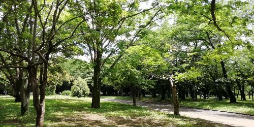 イメージ画像　代々木公園ランニング7