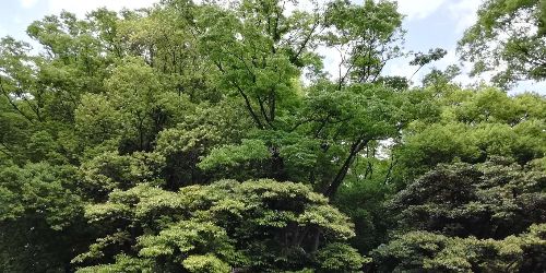 イメージ画像　代々木公園ランニング1