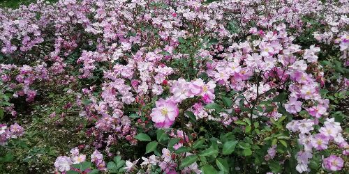 イメージ画像　代々木公園ランニング1